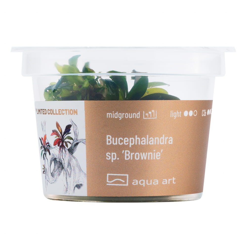 Bucephalandra sp. 'Brownie' in vitro kubek.jpg
